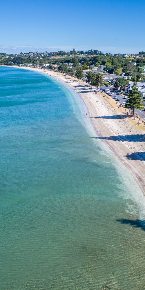 Passenger checking timetable during off-peak on Auckland bus