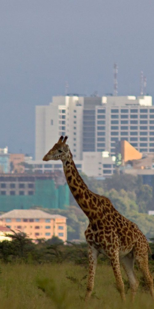 Quiet tram route through Nairobi residential area
